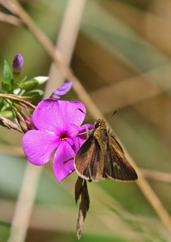 Swarthy Skipper